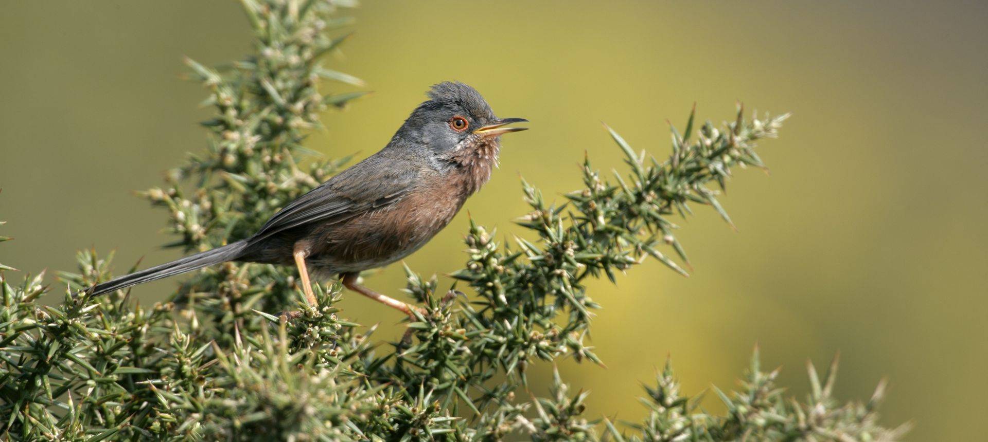 Dartford Warbler