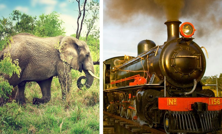 Royal Livingstone Express.jpg Royal Livingstone Express.jpg