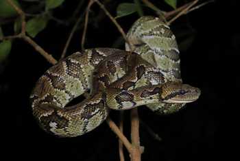 Madagascar Tree Boa (Sanzinia madagascariensis) © Bobby and Laura Bok, March 2026