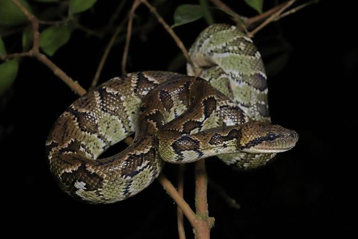 Madagascar Tree Boa (Sanzinia madagascariensis) © Bobby and Laura Bok, March 2026
