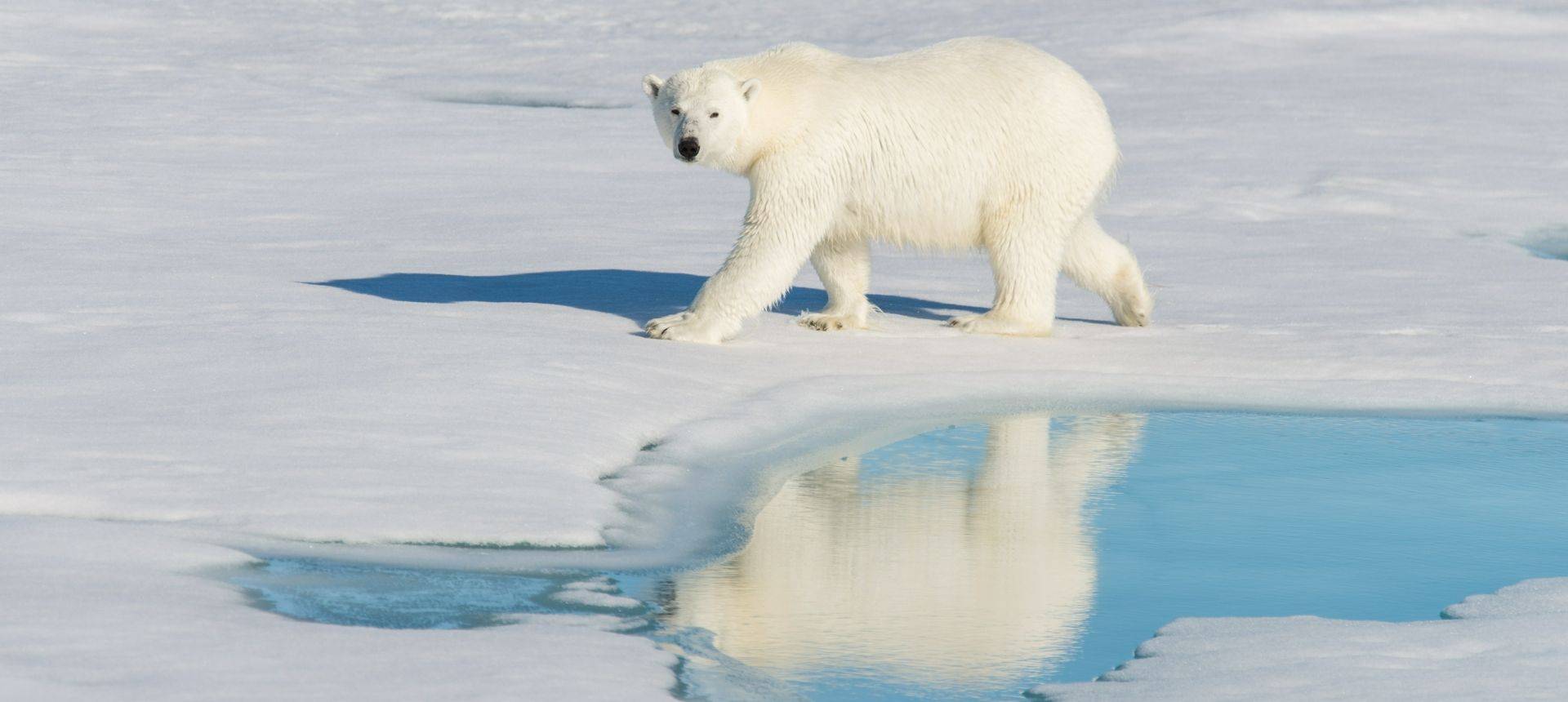 Polar Bear, Svalbard Shutterstock 1018899379