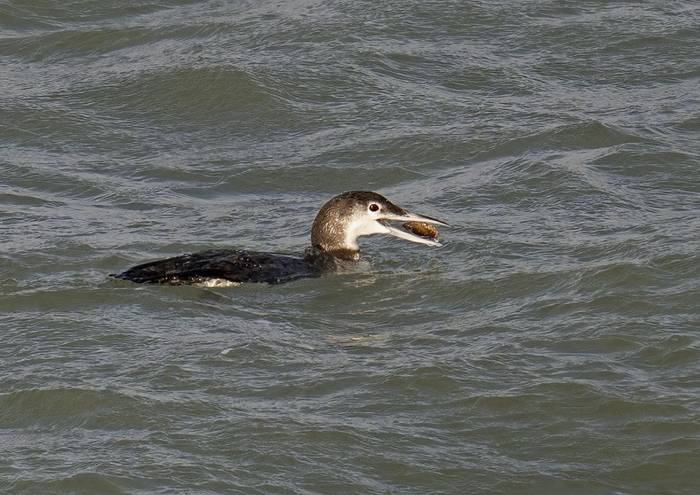 Great Northern Diver_Adrian Langdon.jpg