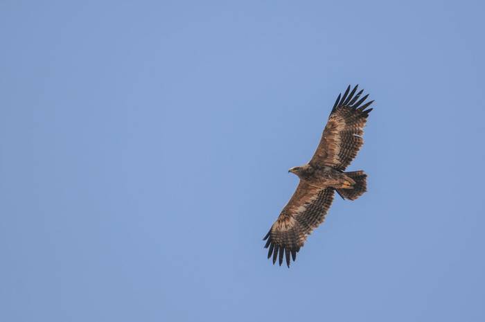 Steppe Eagle © M. Valkenburg