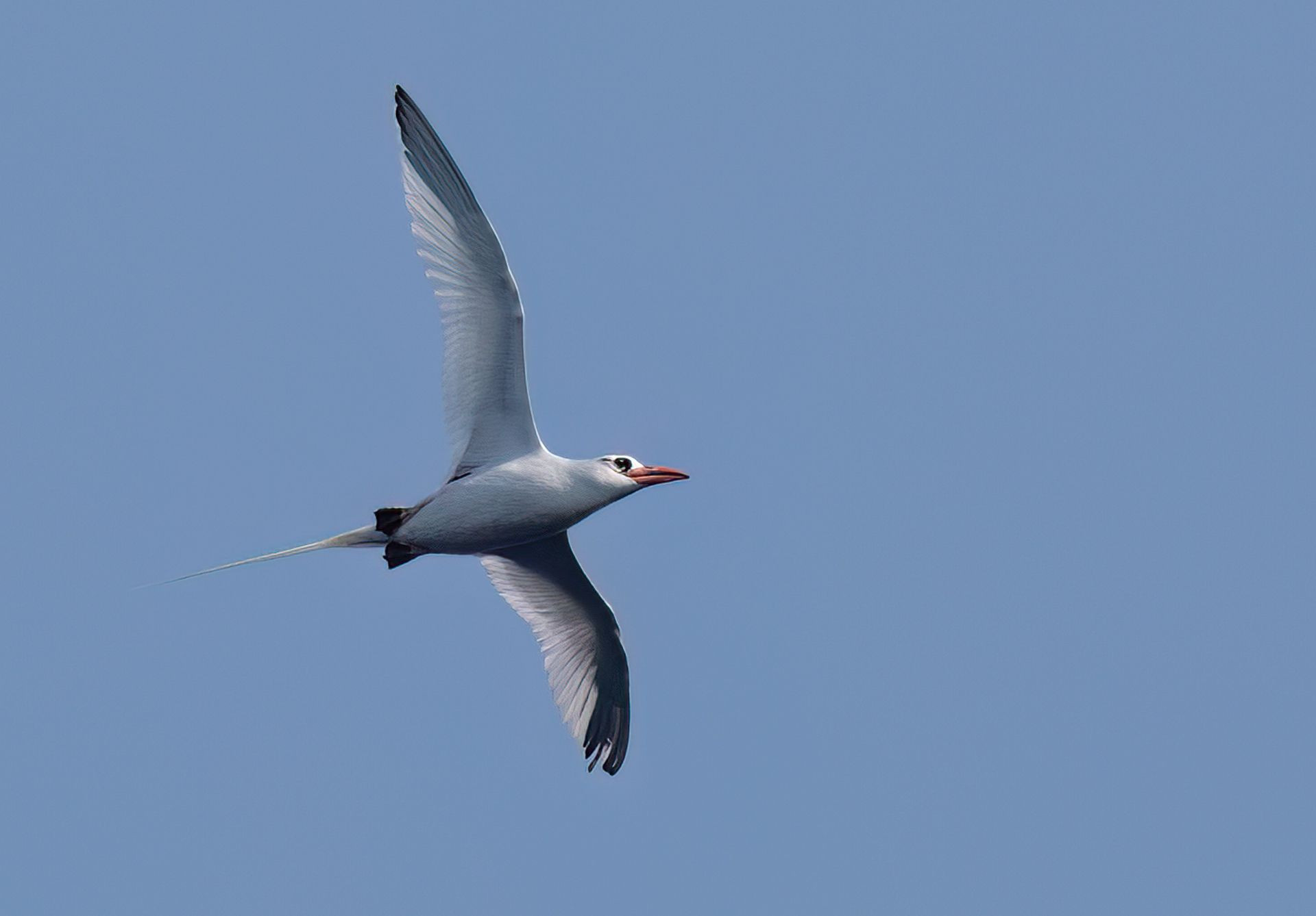 Red-billed Tropicbird Image