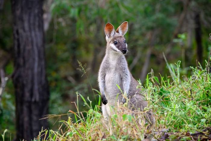 Whiptail Wallaby, Australia shutterstock_2509222793.jpg