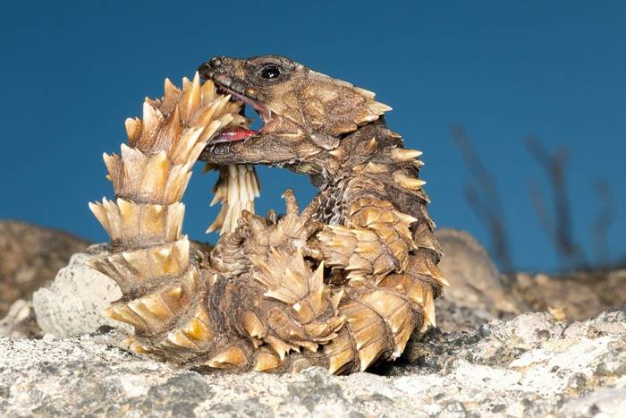 Armadillo Lizard (Ouroborus cataphractus) © Dan Lay, November 2022