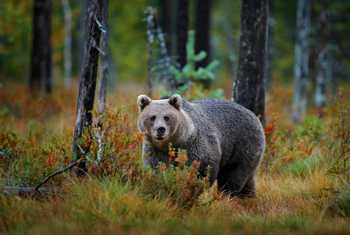 Brown bear, Romania shutterstock_1512274436.jpg