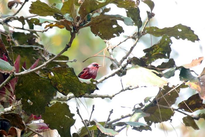 Pink-headed Warbler, Luca Boscain.JPG