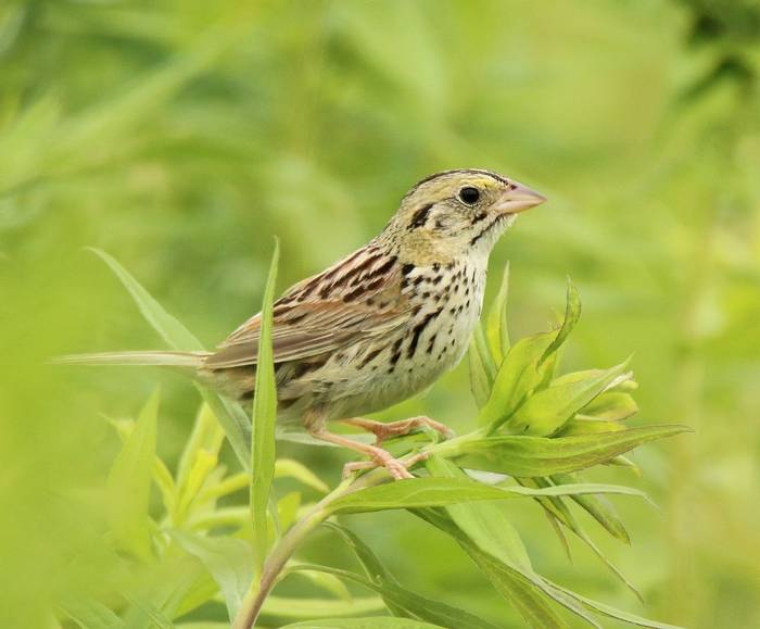 Henslow's Sparrow, Ohio shutterstock_1877631436.jpg