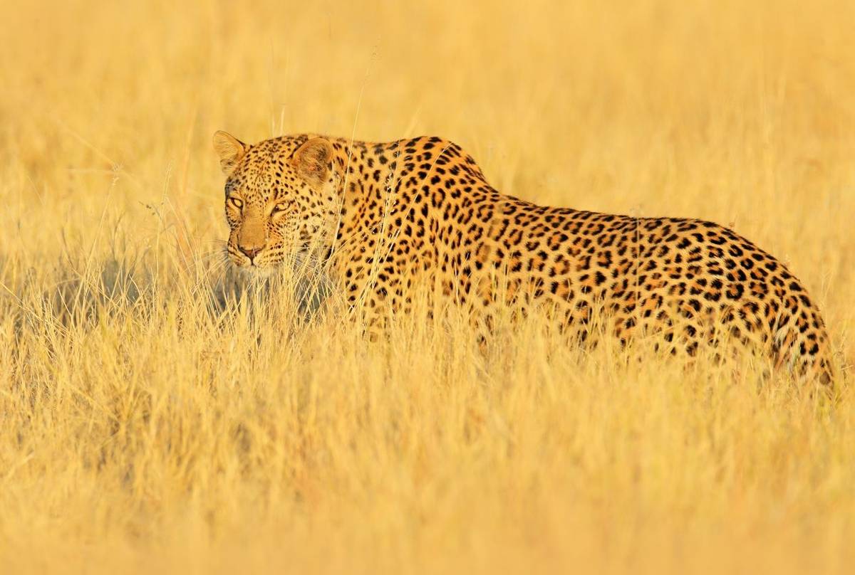 Leopard, Zambia Shutterstock 1111394156