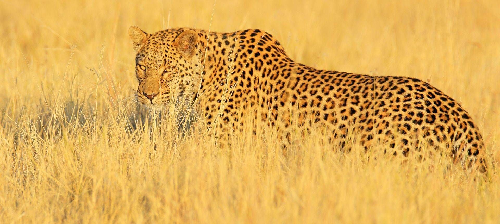 Leopard, Zambia Shutterstock 1111394156