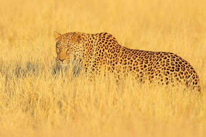 Leopard, Zambia Shutterstock 1111394156