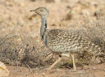 Go Slow in Fuerteventura