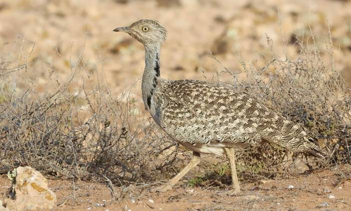 Houbara Bustard © Dave Jackson, November 2025 tour