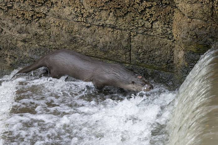 Eurasian Otter (Oliver Smart)