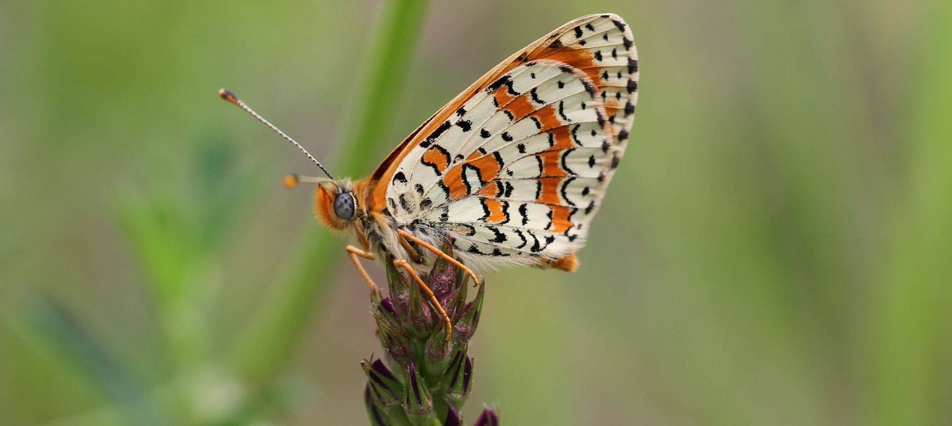 Caucasian Spotted Fritillary Tom Brereton