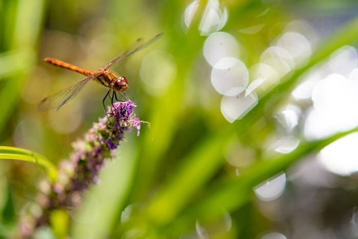 common darter dragonfly on flower