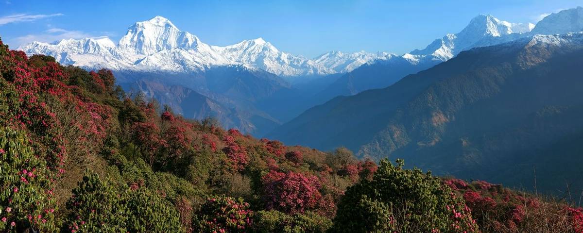 View Of Dhaulagiri (7th Highest Summeit) From Poon Hill, Himalaya, Nepal Shutterstock 132166100
