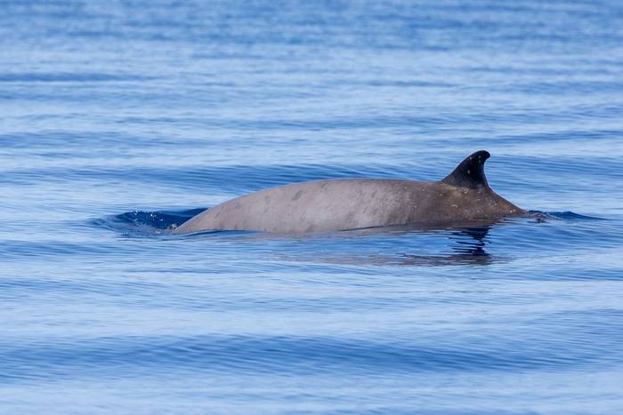 Sowerby's Beaked Whale (Sara Frost).jpg