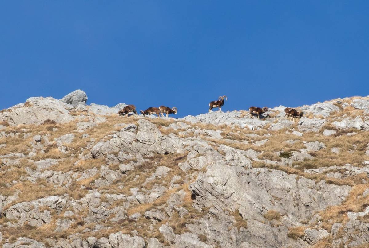 European Mouflon © Simone Giachello