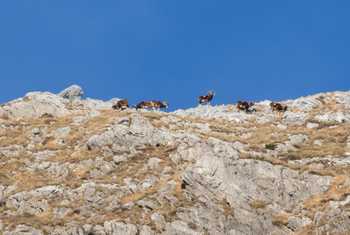 European Mouflon © Simone Giachello