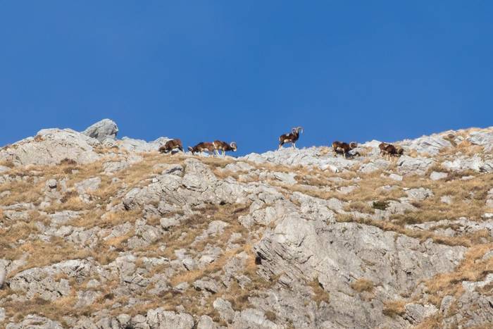 European Mouflon © Simone Giachello