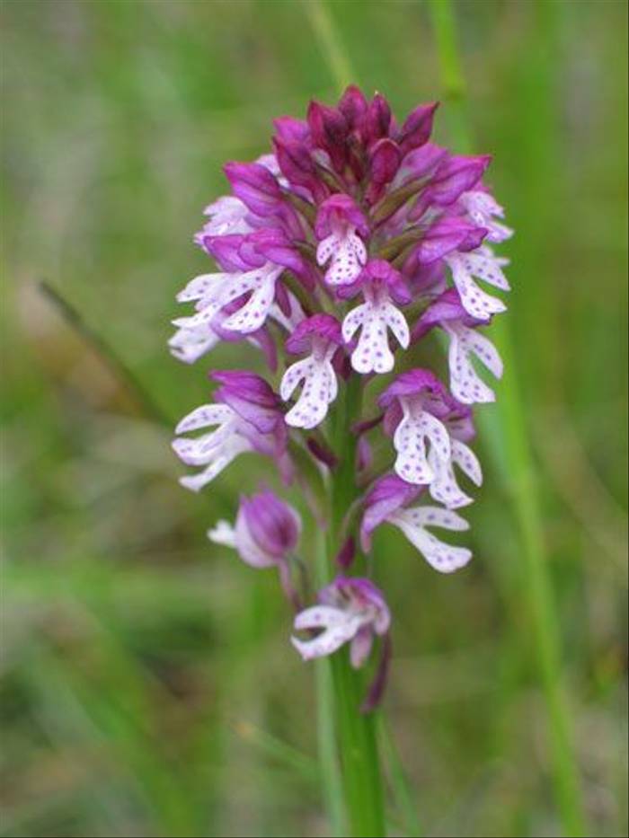 Orchid hybrid (Paul Harmes)