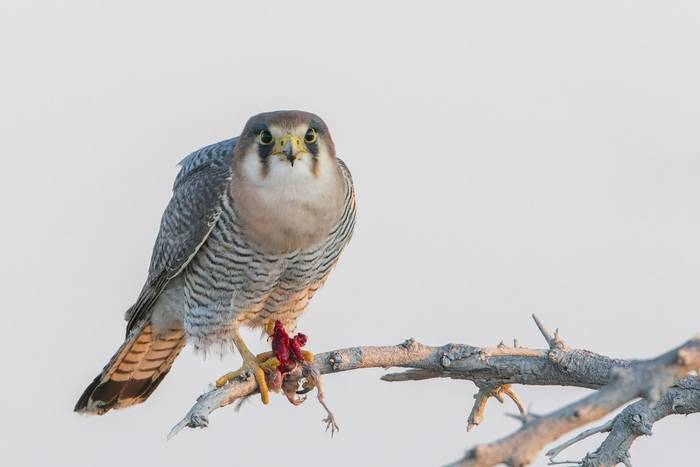 Red-necked Falcon by K Elsby.jpg