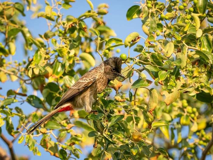 Red-vented Bulbul © T. Laws, February 2024 tour