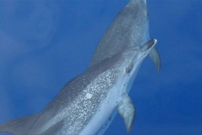Spotted Dolphin (Liz Scott)