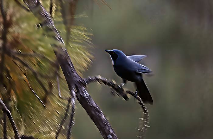 Dwarf Jay, Benedicto Grijalva.png