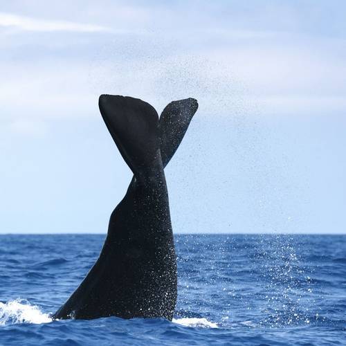 Sperm Whale