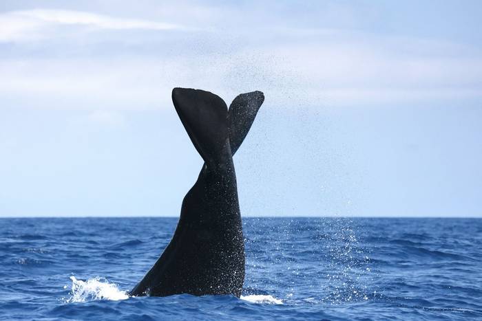 Sperm Whale (Sara Frost).jpg