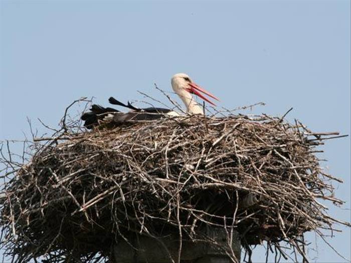 White Stork nest (Peter Dunn)