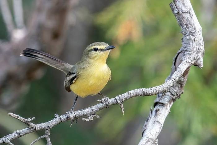 Greater Wagtail-tyrant, Paraguay shutterstock_2194779693.jpg