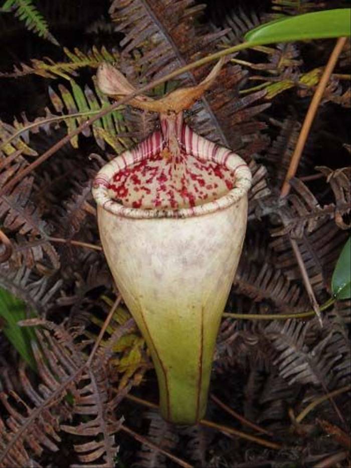 Pitcher Plant (Mike Galtry)