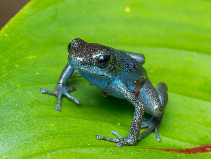 Strawberry Poison Frog (Oophaga pumilio)_t7a2986-cr3_dxo_deepprimejpg_55181626341_o.jpg