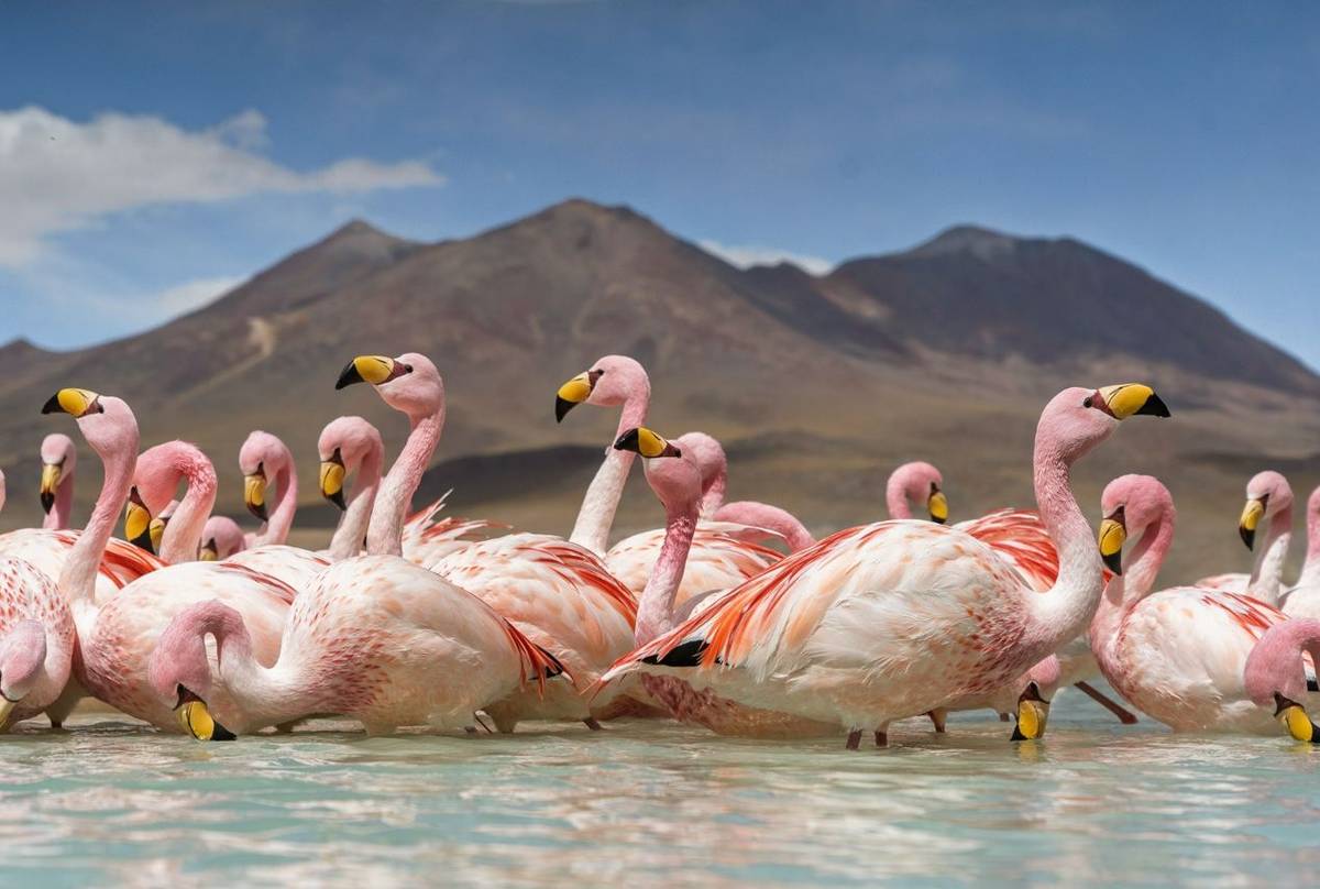 James' Flamingoes, Bolivia