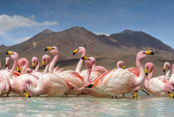 James' Flamingoes, Bolivia