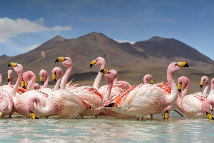 James' Flamingoes, Bolivia