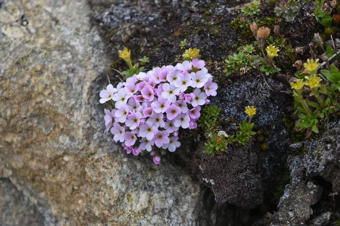 Alpine Rock-jasmine (Androsace alpina)