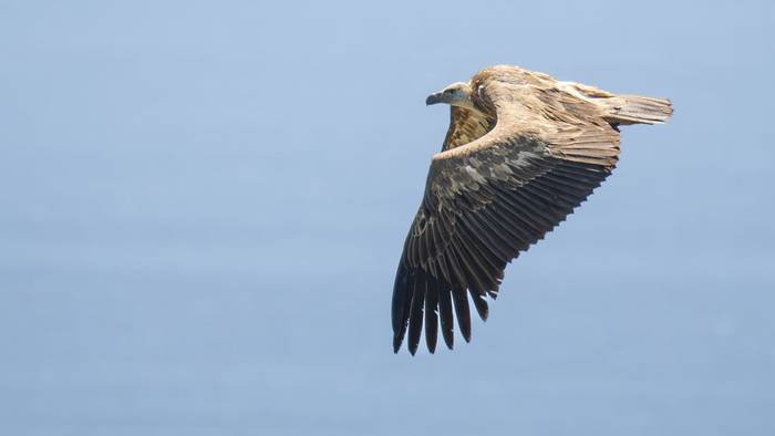 Imm Eurasian Griffon Vulture in active ¨migration¨.jpg