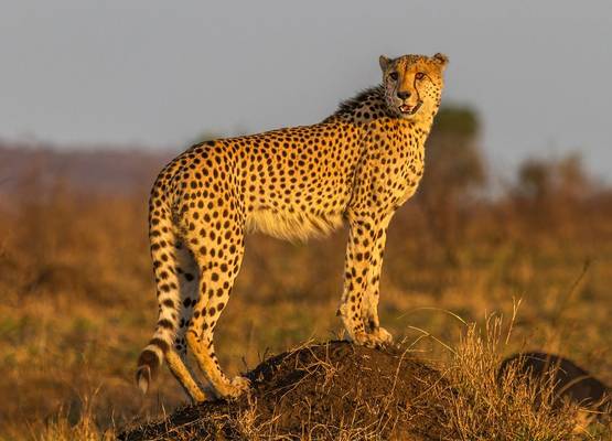 Cheetah, Kruger, South Africa Shutterstock 227350321
