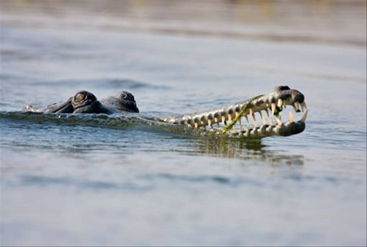 Gharial (Julian Thomas)