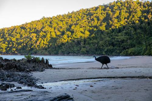 Queensland's Rainforests & Great Barrier Reef - Naturetrek