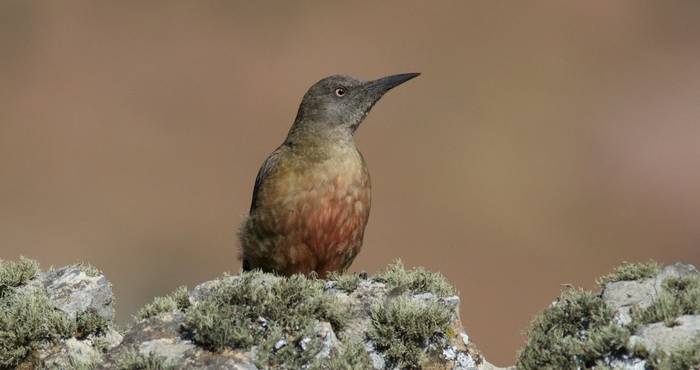 Ground Woodpecker shutterstock_306035498.jpg
