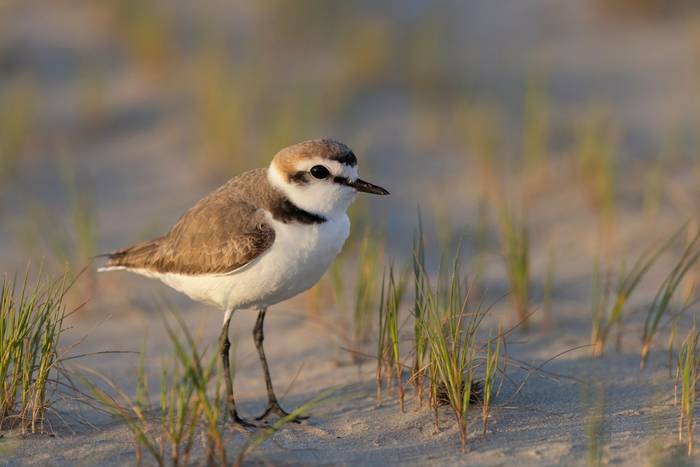 Kentish Plover, Sicily shutterstock_2447697109.jpg