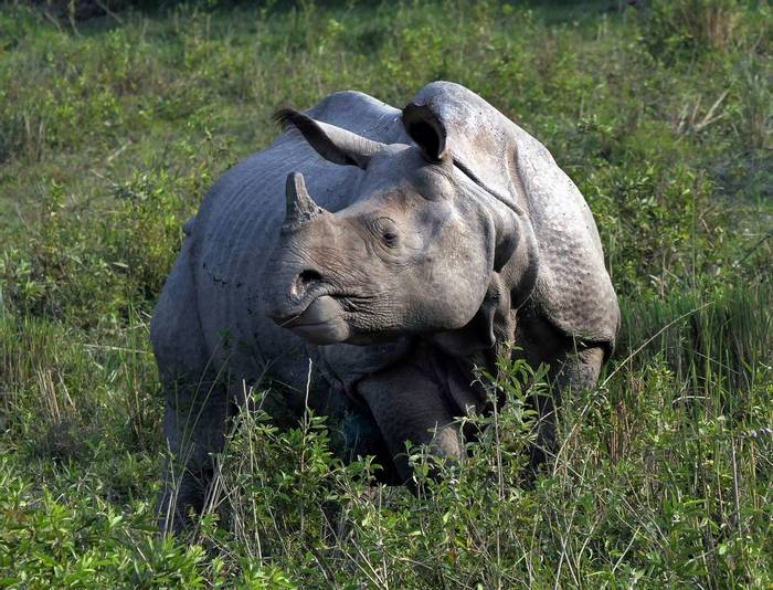 Indian Rhino (Clive Pickton)