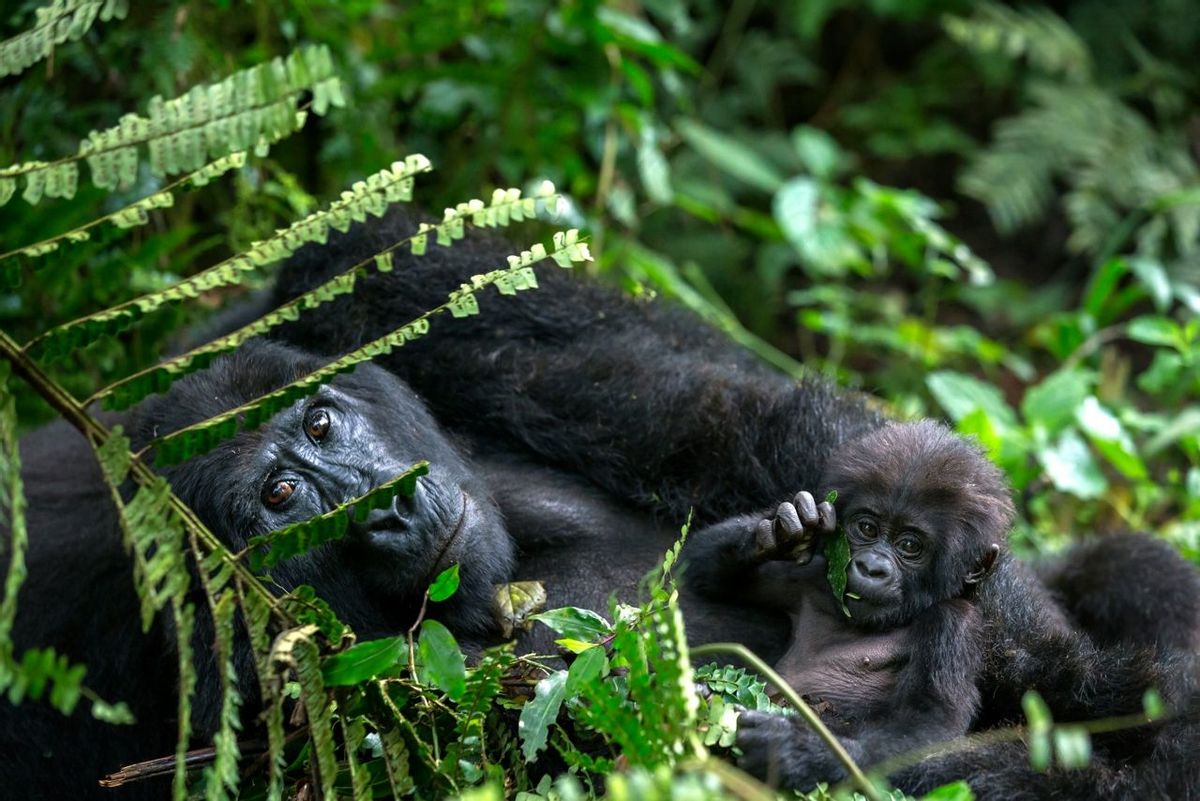 Gorilla mother cares for her 4 week old baby in the Bwindi Impenetrable Forest National Park