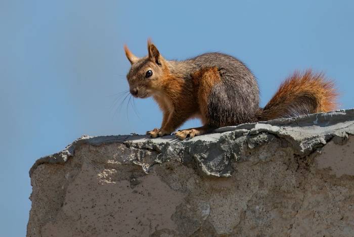 Caucasian Squirrel © Chris Griffin, May 2025.jpg